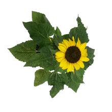 Load image into Gallery viewer, Planter, 5.5in, Sunflower, Assorted
