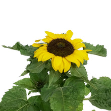 Load image into Gallery viewer, Planter, 5.5in, Sunflower, Assorted
