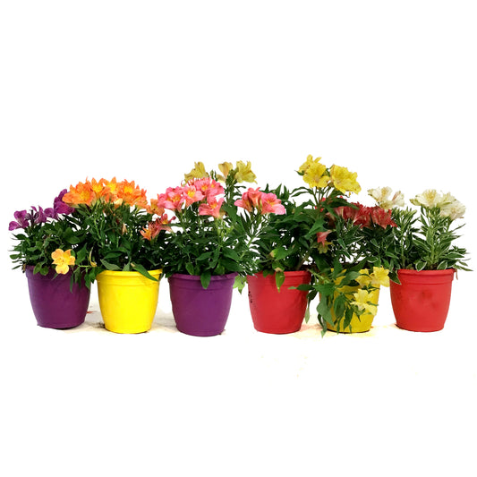 Planter, 7.5in, Alstroemeria