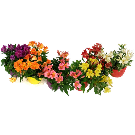 Planter, 7.5in, Alstroemeria