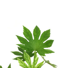 Load image into Gallery viewer, Fatsia, 4in, Japonica Spider Web Aralia
