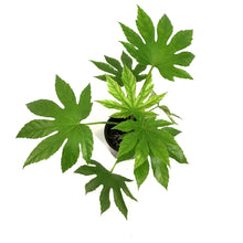 Load image into Gallery viewer, Fatsia, 4in, Japonica Spider Web Aralia
