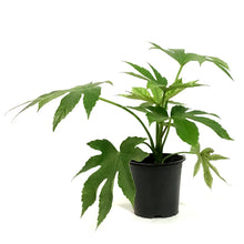 Load image into Gallery viewer, Fatsia, 4in, Japonica Spider Web Aralia
