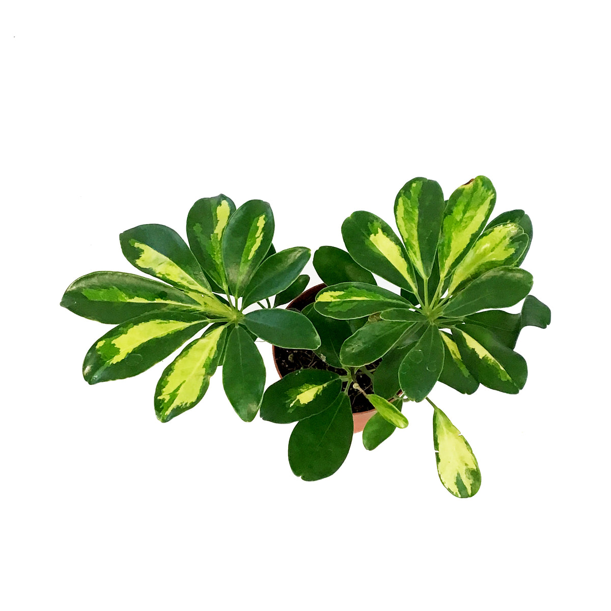 Schefflera, 4in, Arboricola Gold Capella