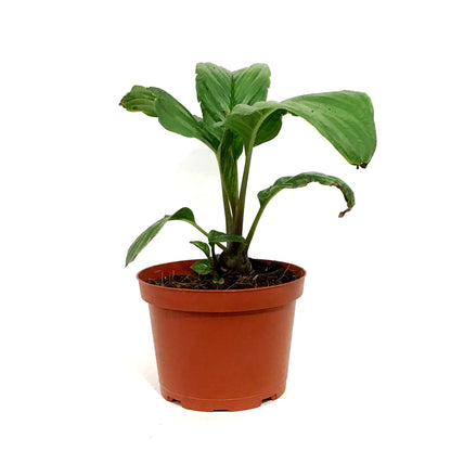 Tacca Chantieri, 6in, Black Bat Plant