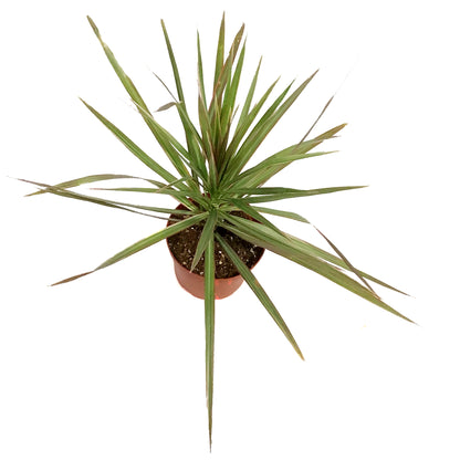 Dracaena, 6in, Marginata Bicolor Tips