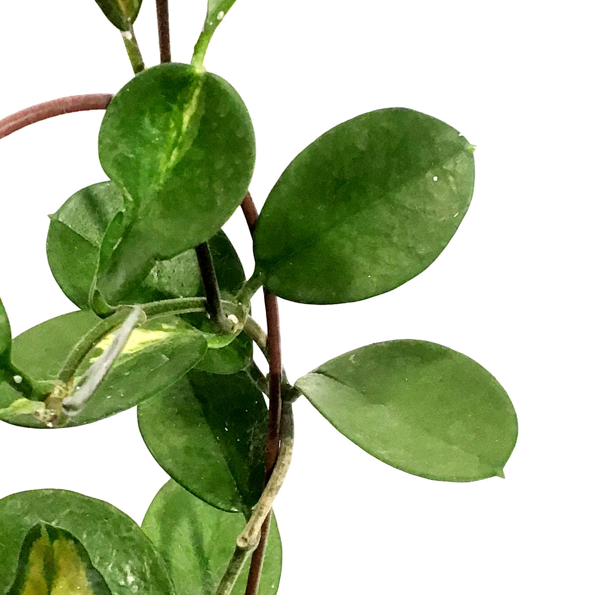 Hoya, 6in, Australis Lisa in a Hoop