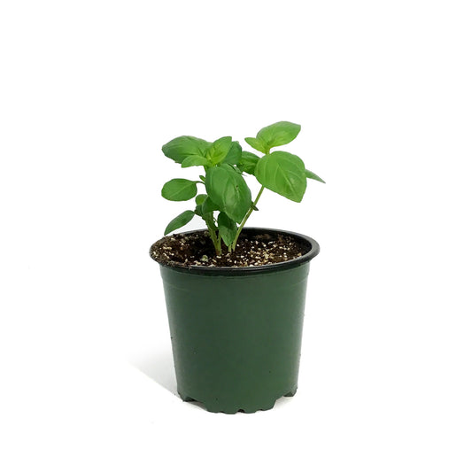 Herb, 4in, Basil, Super Sweet Genovese