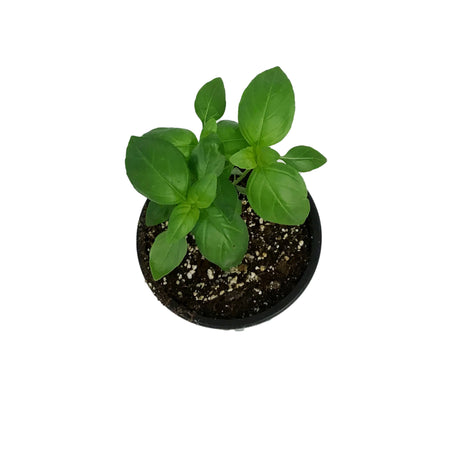 Herb, 4in, Basil, Super Sweet Genovese