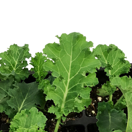 Vegetable, 6pk, Kale
