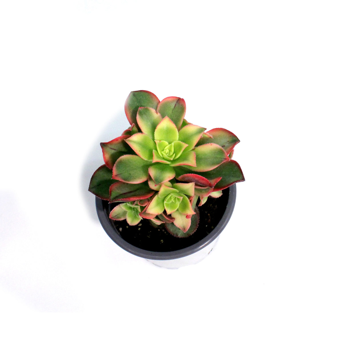 Succulent, 3.5in, Aeonium Kiwi