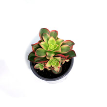 Load image into Gallery viewer, Succulent, 3.5in, Aeonium Kiwi
