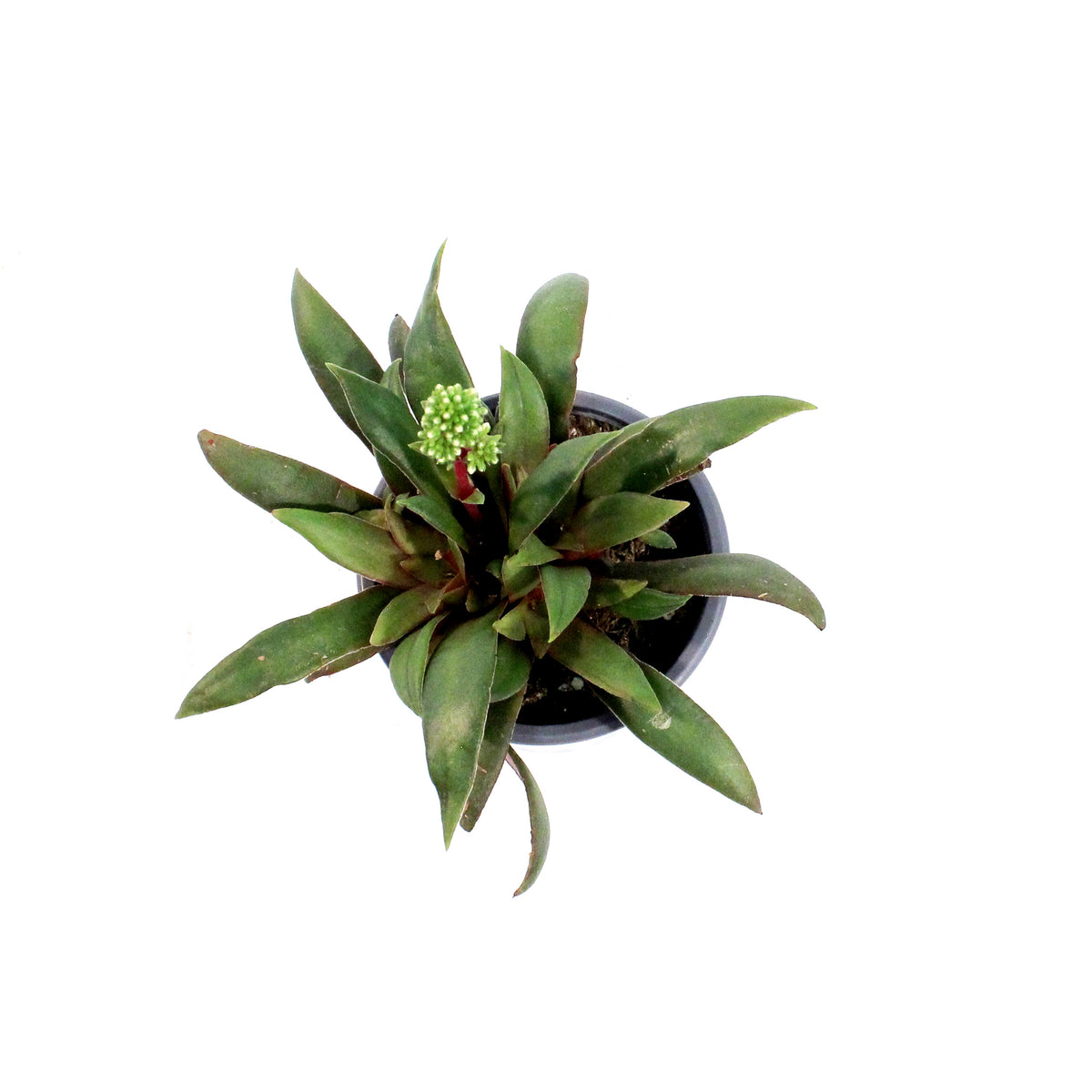 Succulent, 3.5in, Crassula Rosularis