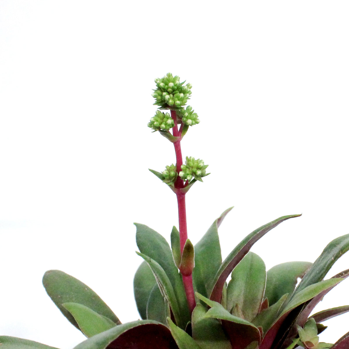 Succulent, 3.5in, Crassula Rosularis
