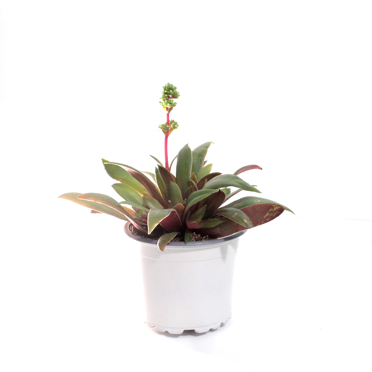 Succulent, 3.5in, Crassula Rosularis