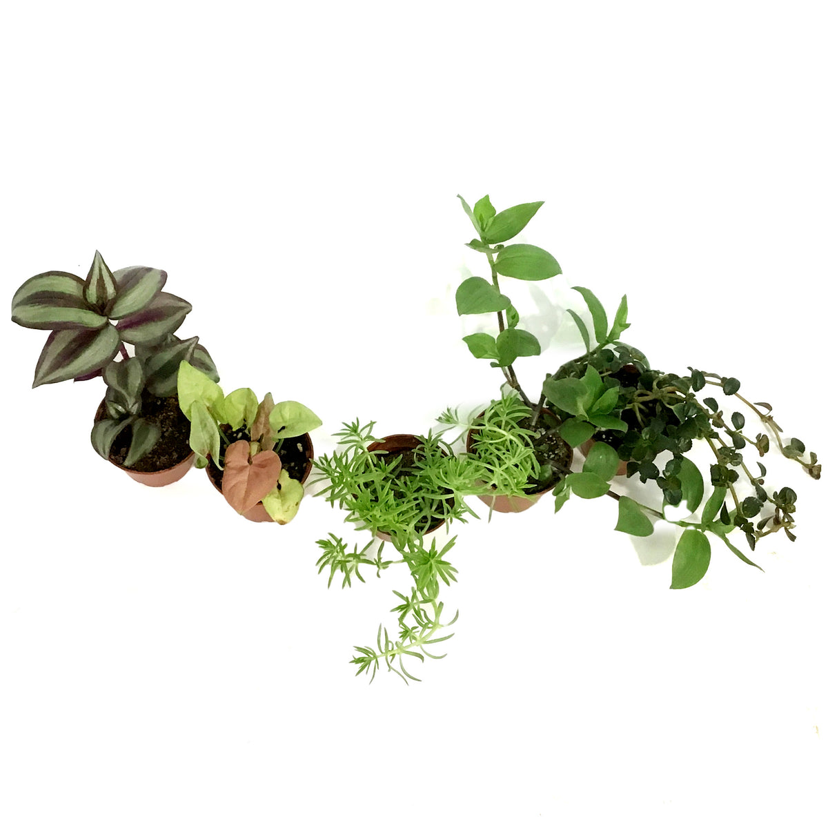 Tropical, 2in, Assorted