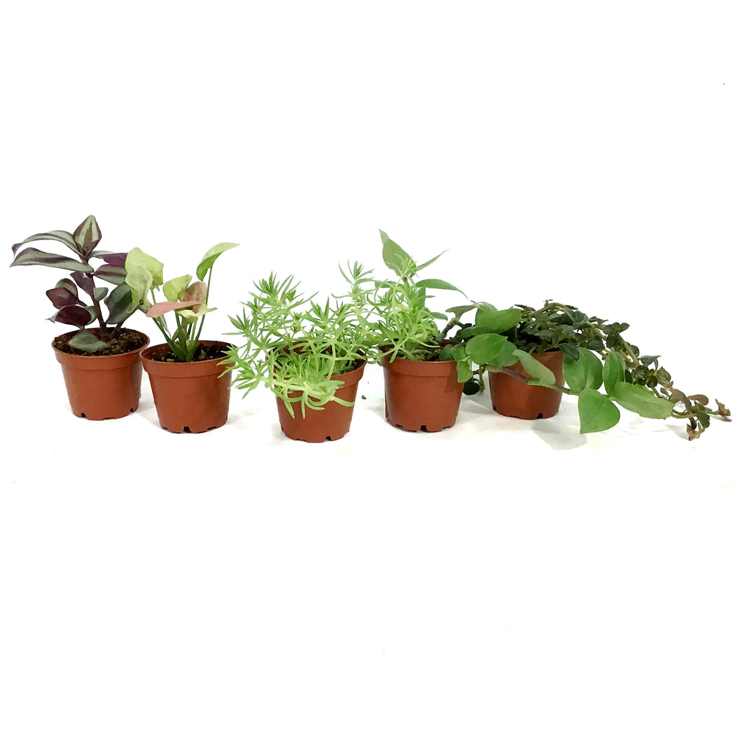 Tropical, 2in, Assorted