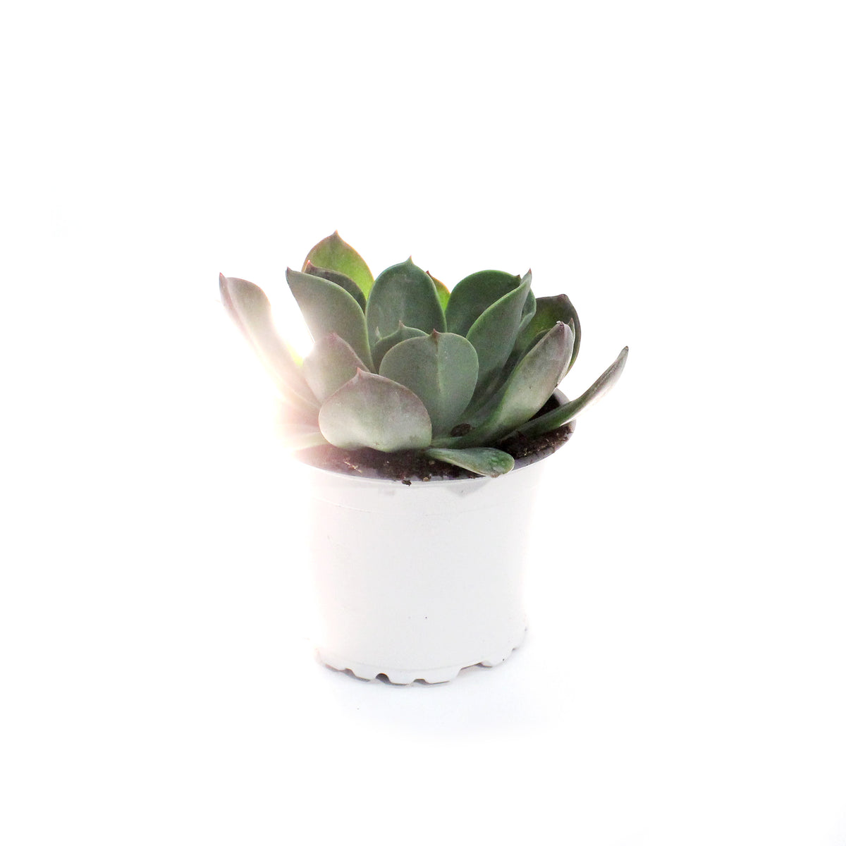 Succulent, 3.5in, Echeveria Blue Prince
