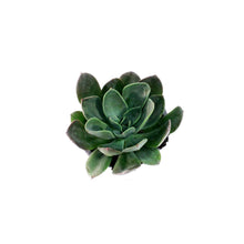 Load image into Gallery viewer, Succulent, 3.5in, Echeveria Blue Prince
