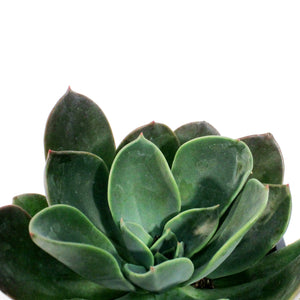 Succulent, 3.5in, Echeveria Blue Prince