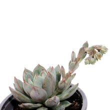 Load image into Gallery viewer, Succulent, 3.5in, Echeveria Yummie
