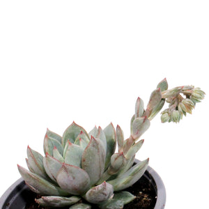 Succulent, 3.5in, Echeveria Yummie