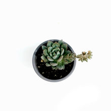 Load image into Gallery viewer, Succulent, 3.5in, Echeveria Yummie
