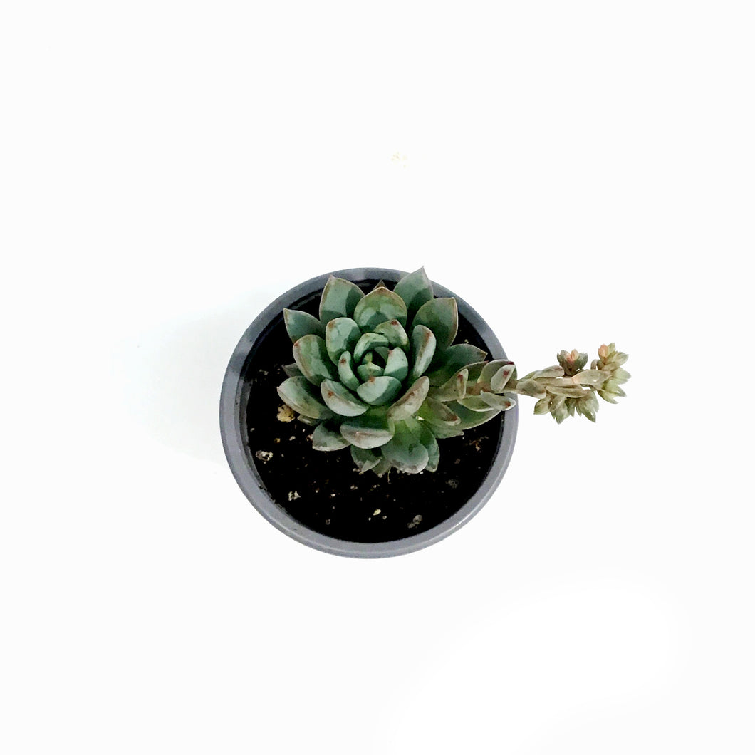 Succulent, 3.5in, Echeveria Yummie