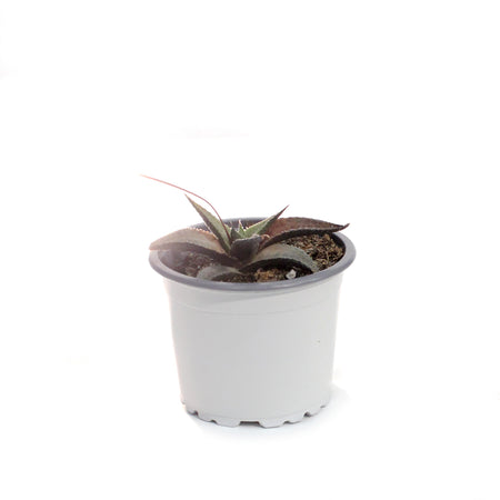 Succulent, 3.5in, Haworthia Tessellata