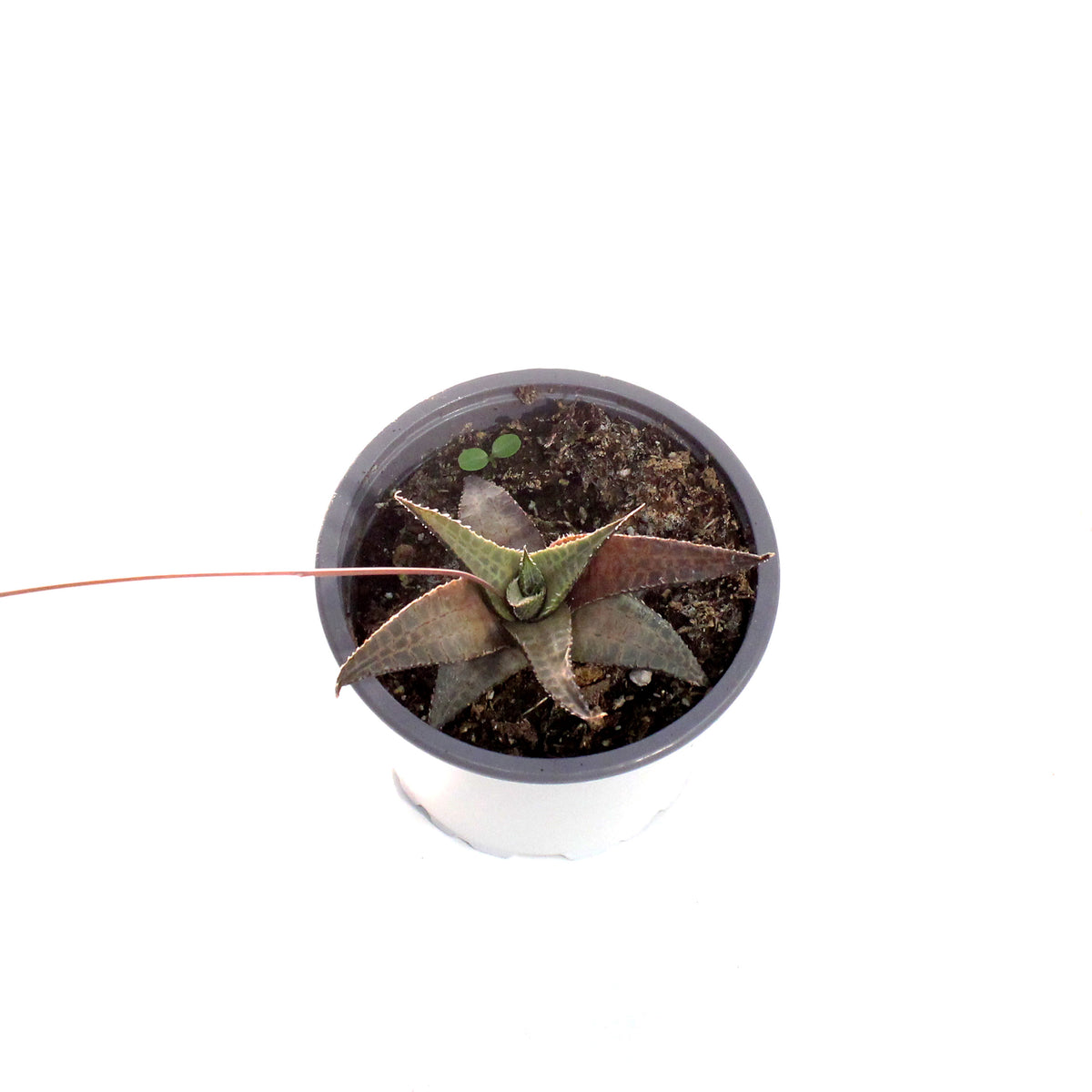 Succulent, 3.5in, Haworthia Tessellata