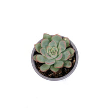 Load image into Gallery viewer, Succulent, 3.5in, Echeveria Pink Edge
