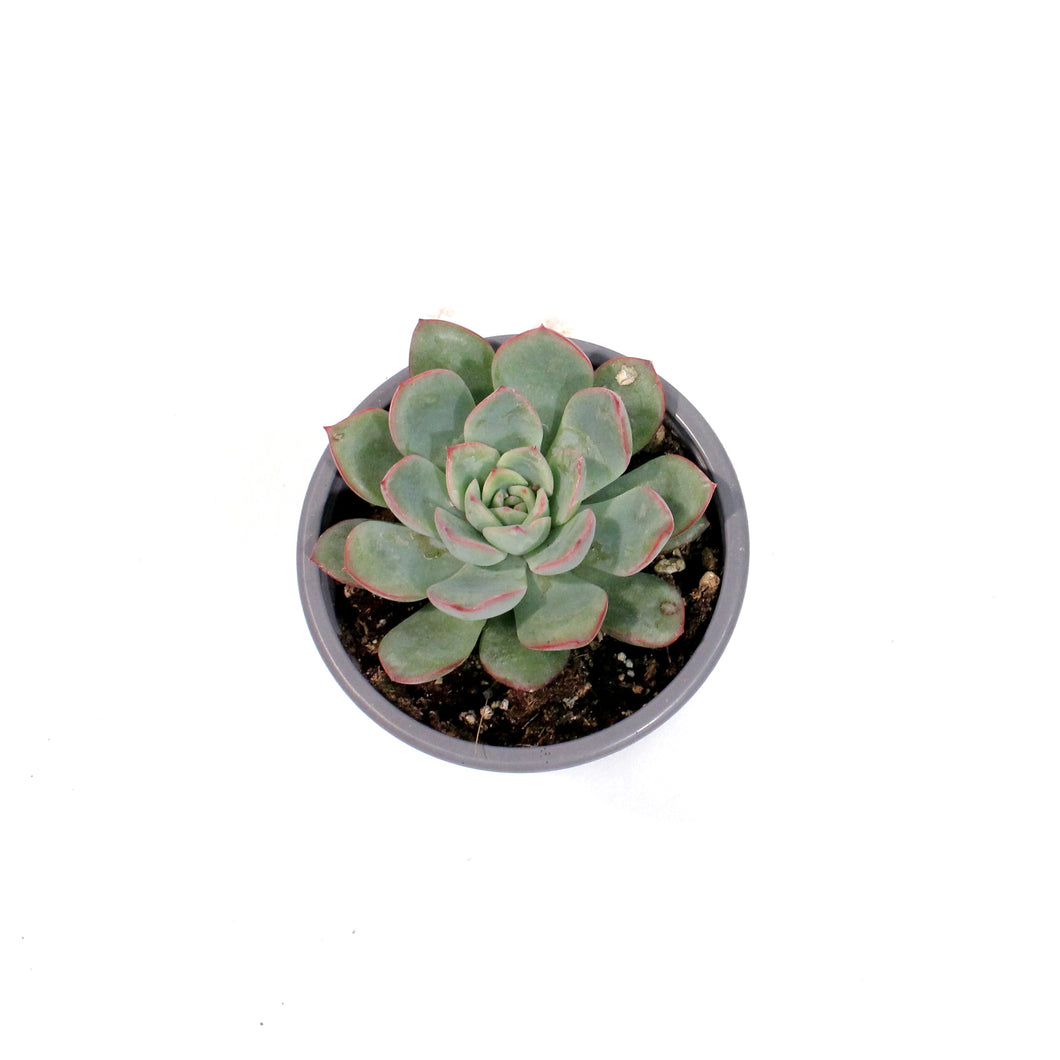 Succulent, 3.5in, Echeveria Pink Edge