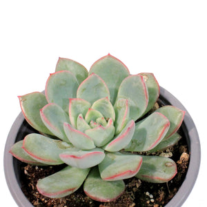 Succulent, 3.5in, Echeveria Pink Edge