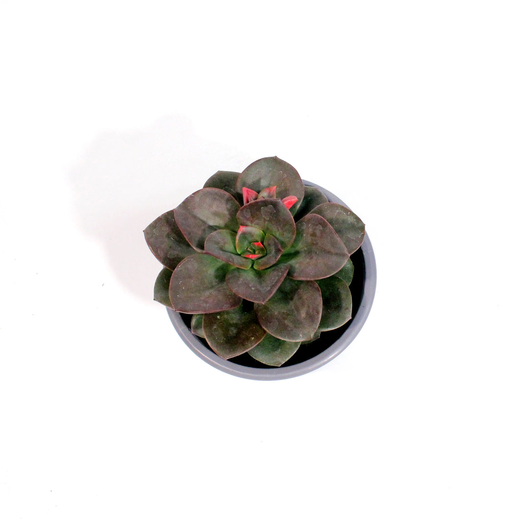 Succulent, 3.5in, Echeveria Chroma