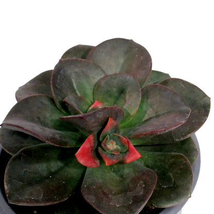 Succulent, 3.5in, Echeveria Chroma