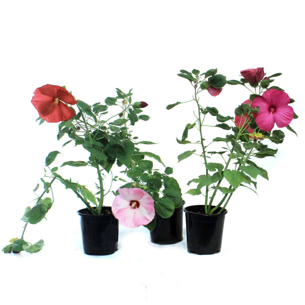 Hibiscus, 6in, Multicolor
