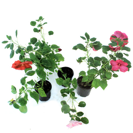 Hibiscus, 6in, Multicolor