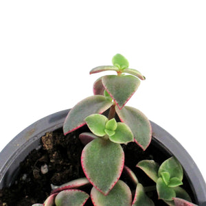 Succulent, 3.5in, Crassula Marginalis