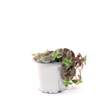 Load image into Gallery viewer, Succulent, 3.5in, Crassula Marginalis
