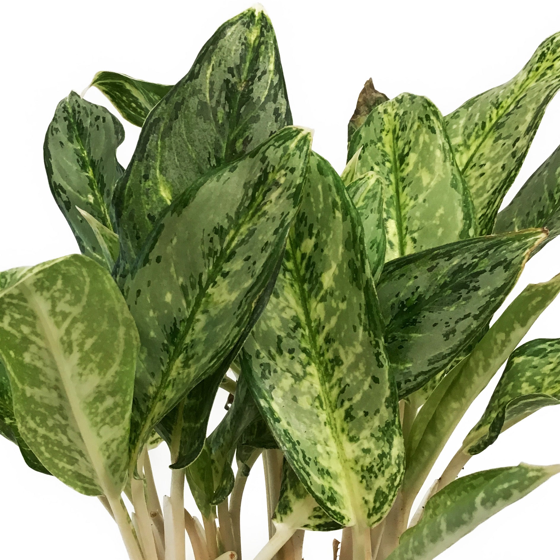aglaonema silver queen compact Aglaonema, 8in, Mini Silver Queen