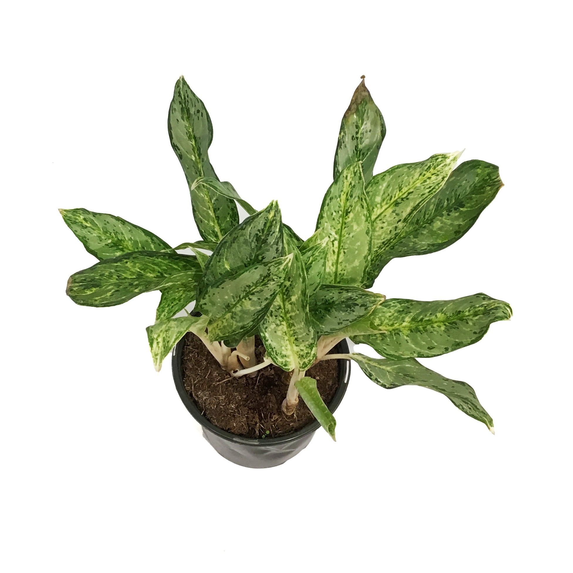 aglaonema mini Aglaonema, 8in, Mini Silver Queen