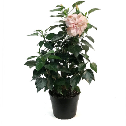 Hibiscus, 8in, Multicolor