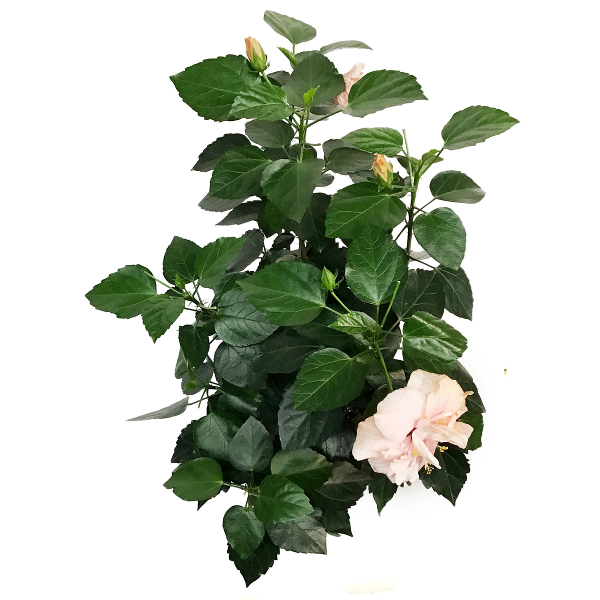 Hibiscus, 8in, Multicolor