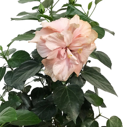 Hibiscus, 8in, Multicolor