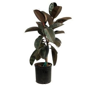 Ficus, 10in, Burgundy Standard