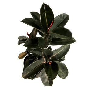 Ficus, 10in, Burgundy Standard