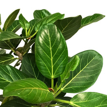 Load image into Gallery viewer, Ficus, 10in, Audrey Standard
