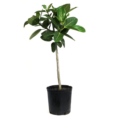 Ficus, 10in, Audrey Standard