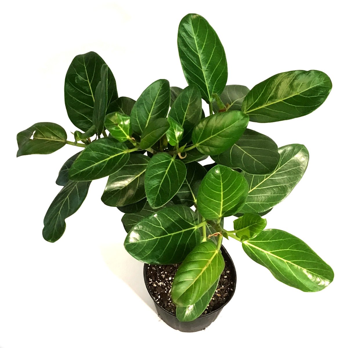 Ficus, 10in, Audrey Standard
