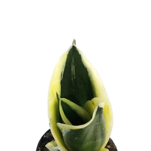 Sansevieria, 2.5in, Hahnii Lotus